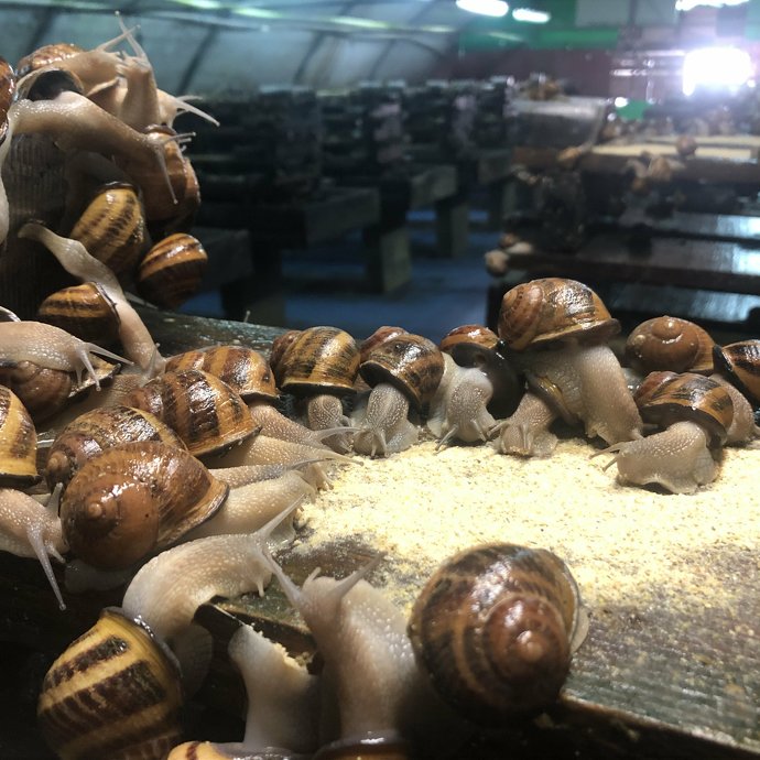 La vie à la ferme - le repas des escargots - Image 2