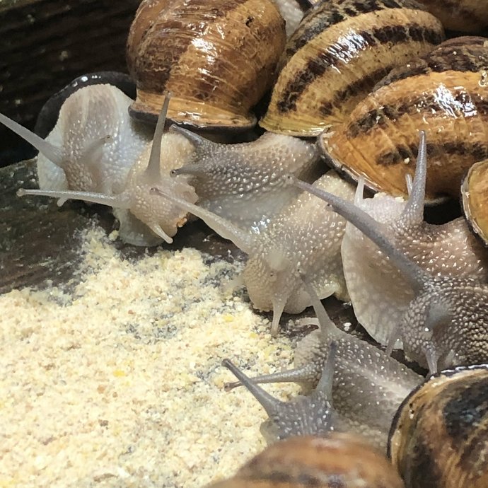 La vie à la ferme - le repas des escargots - Image 3