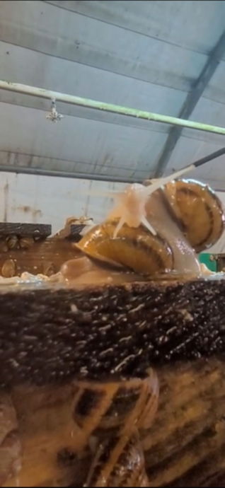 Portes ouvertes "De Ferme en Ferme": un magnifique week-end à La Ferme aux Escargots - Moments capturés pendant ces deux journées  - Image 1
