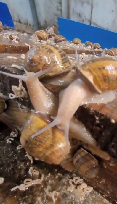Portes ouvertes "De Ferme en Ferme": un magnifique week-end à La Ferme aux Escargots - Moments capturés pendant ces deux journées  - Image 2
